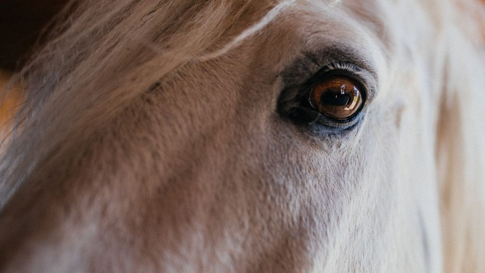 Missstände in einem Reitstall? Landratsamt prüft Vorwürfe