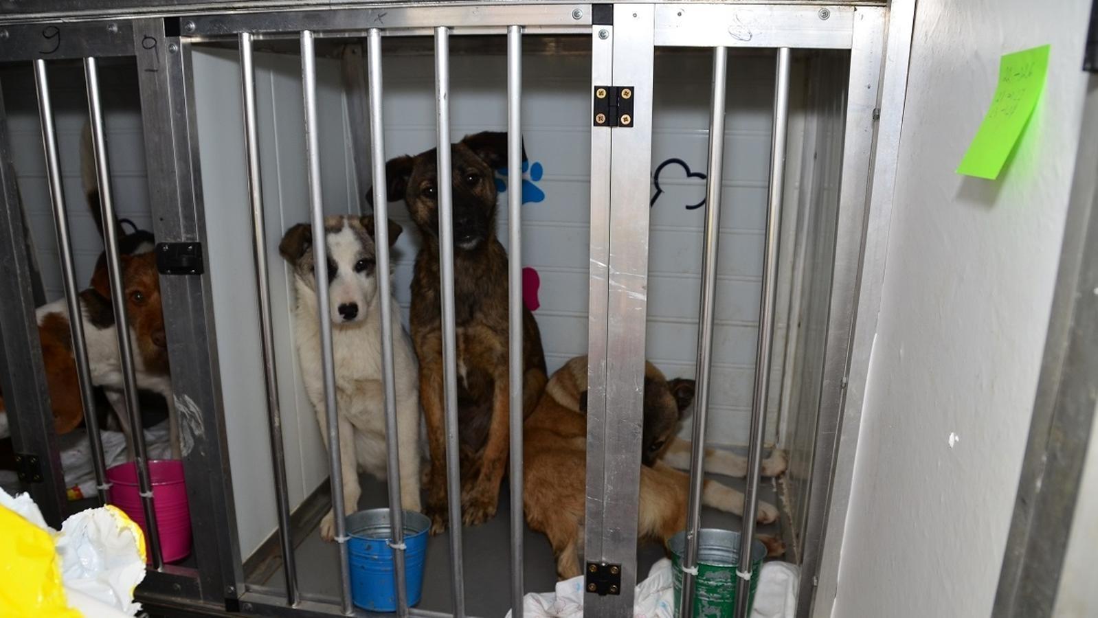 Tierheim Pfarrkirchen Hunde