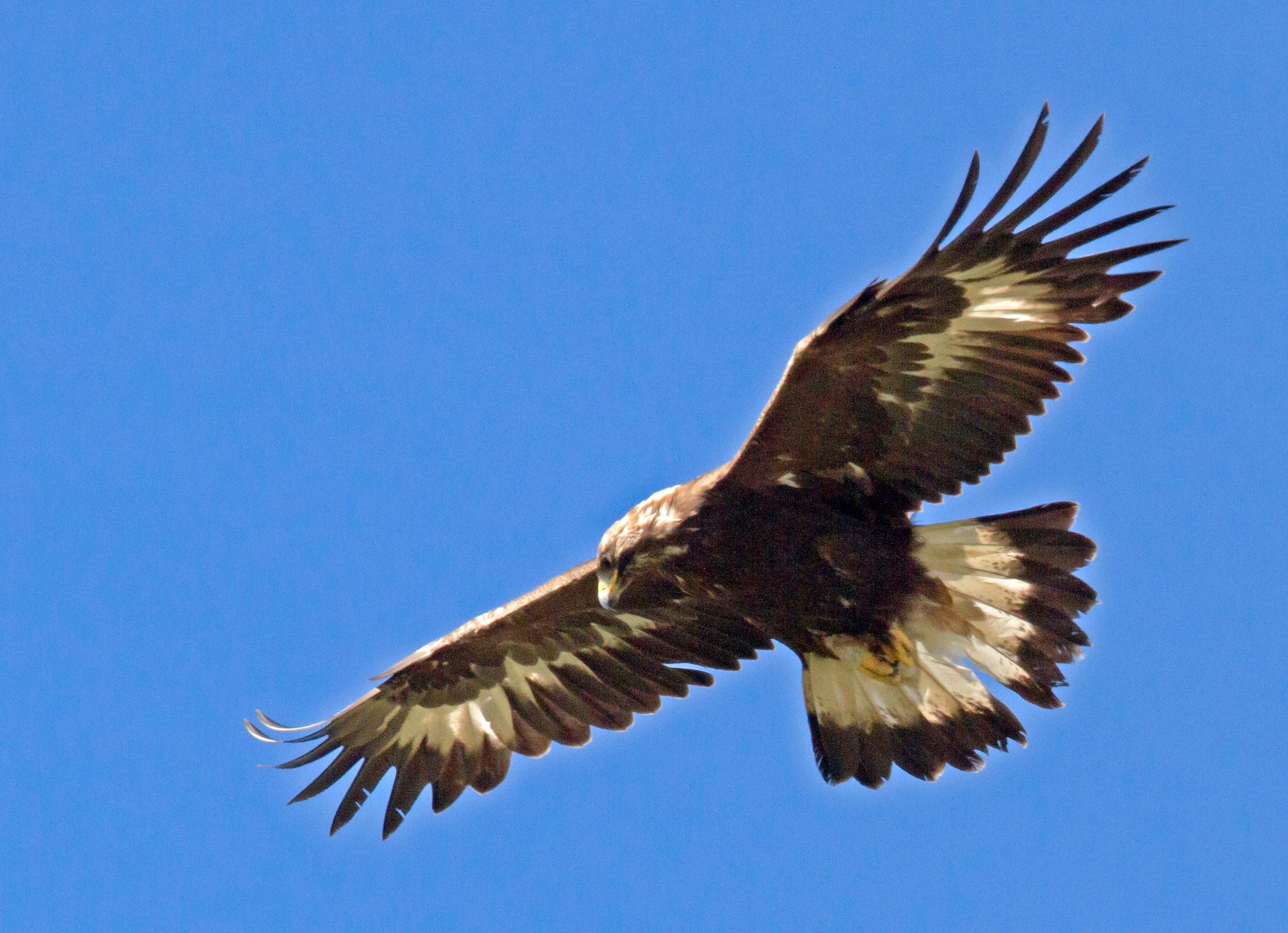 Steinadler Uber Dem Schwarzwald Gesichtet Br24