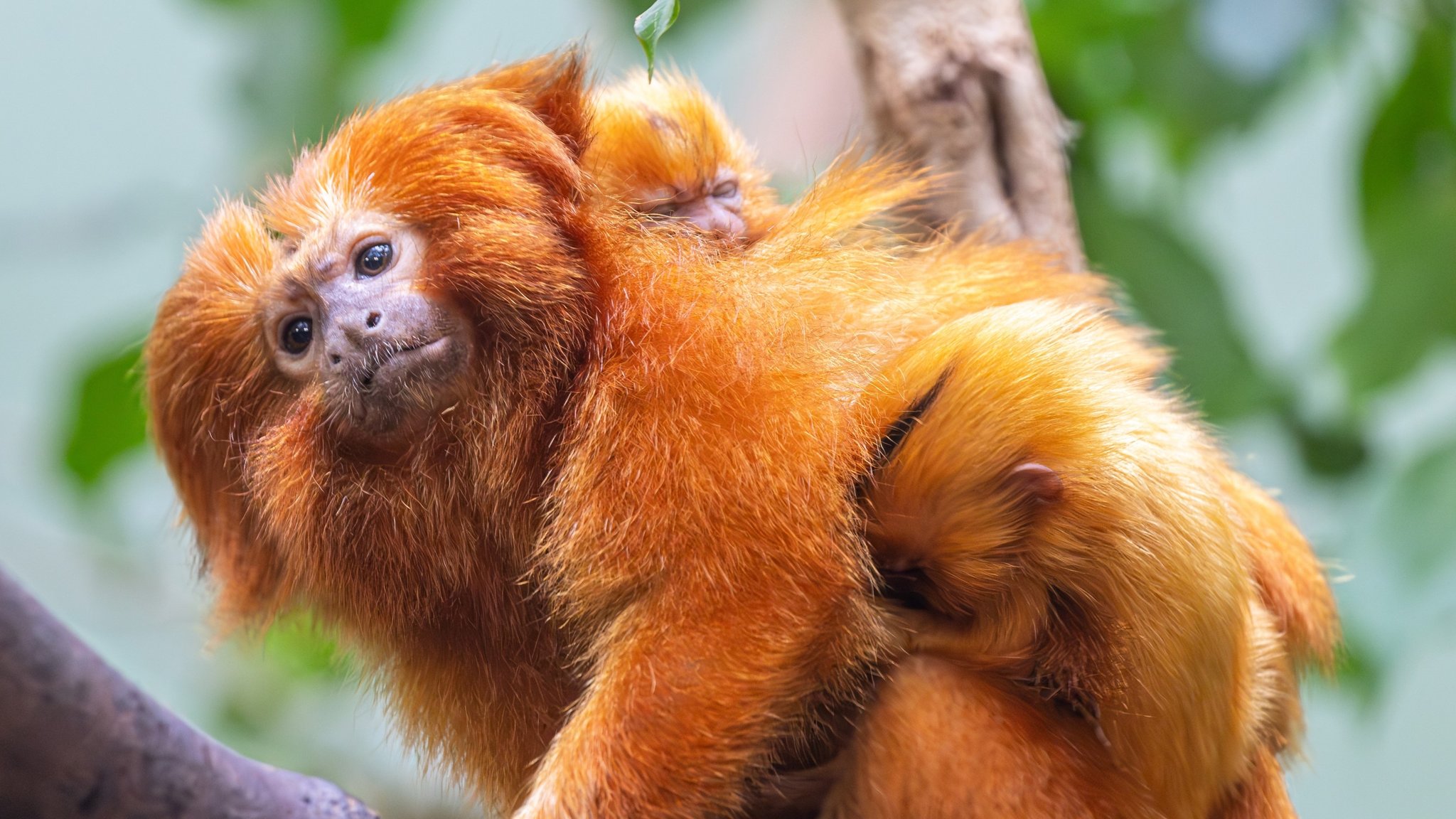 Ein Goldenes Löwenäffchen mit Nachwuchs im Straubinger Tiergarten