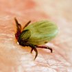 Achtung Zecken! - Neue Krankheitserreger drohen | Bild: picture alliance/ imageBROKER/ Sommer, A.