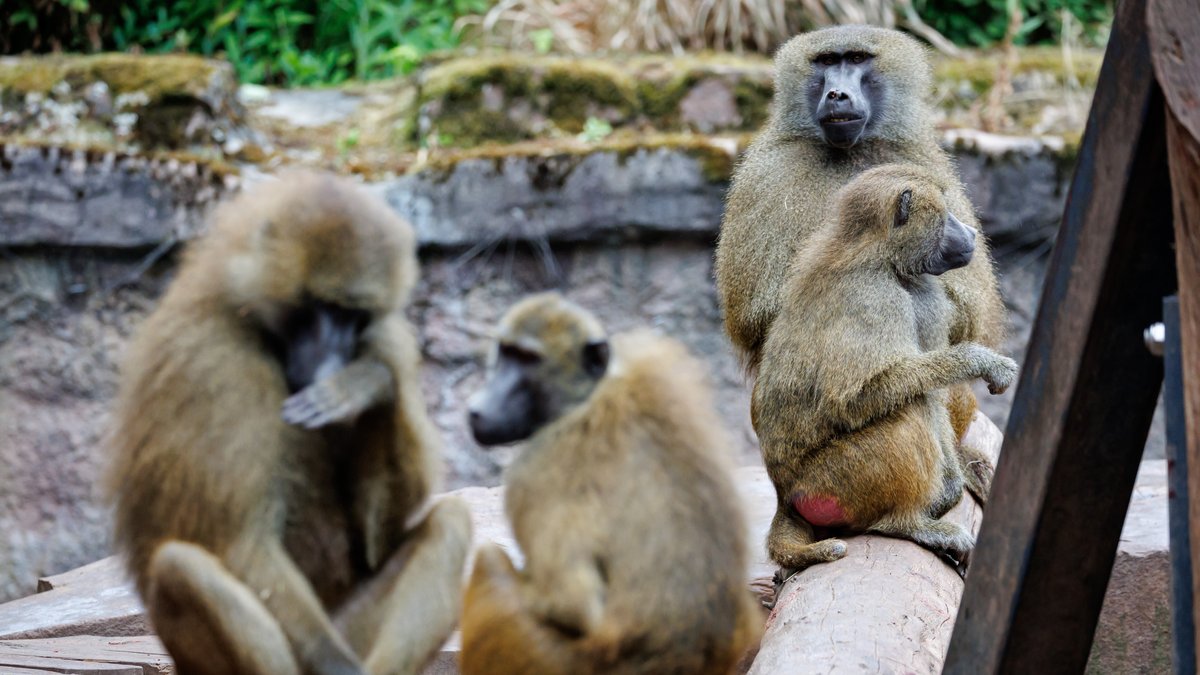 Peta-Umfrage: Mehrheit gegen Pavian-Tötung