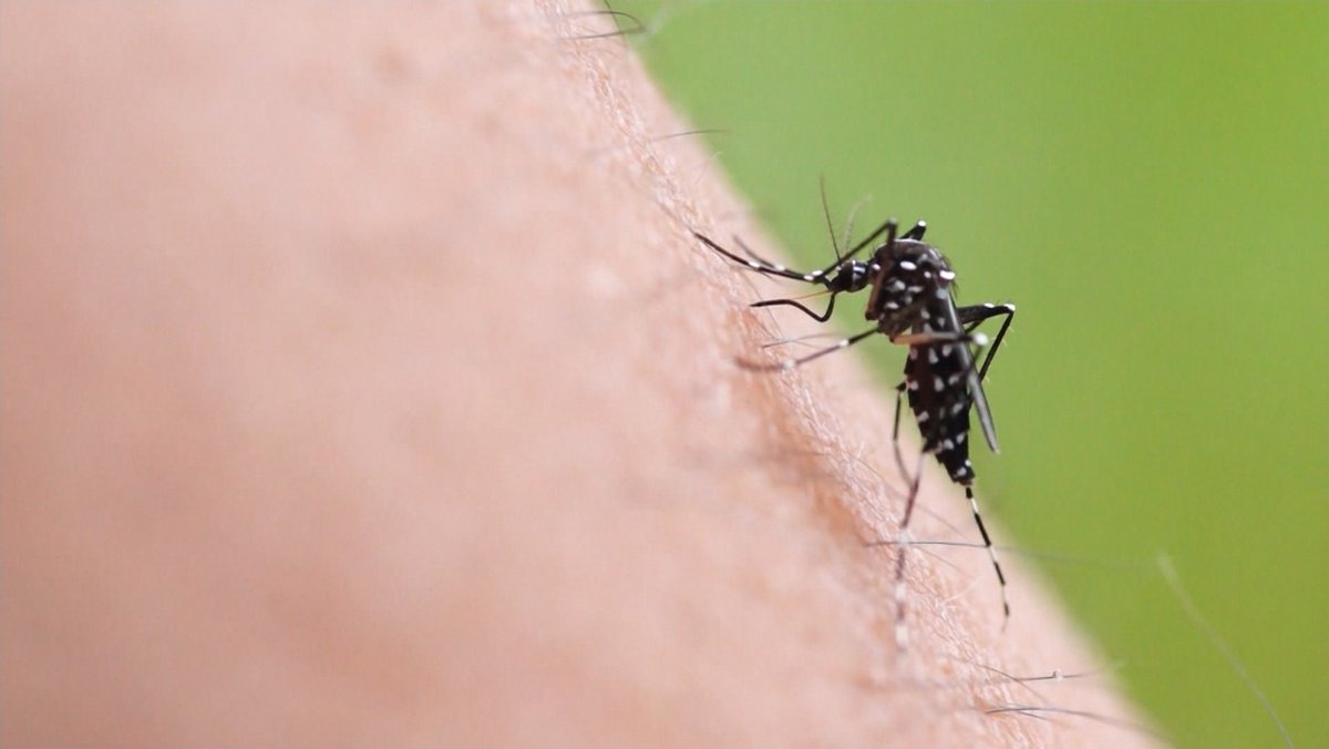 Das Dengue-Virus wird von der asiatischen Tigermücke übertragen.