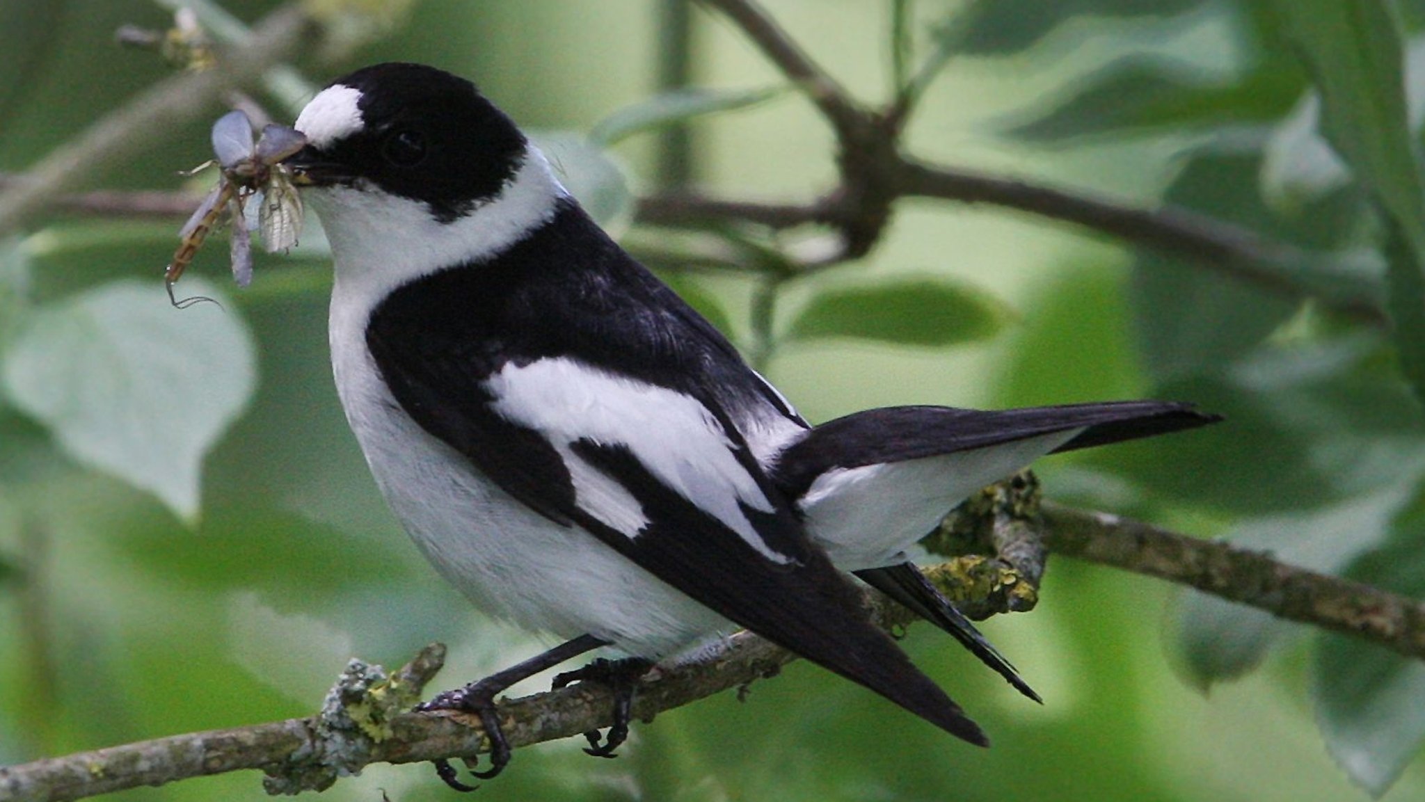 Vogel auf der Nistplatz-Suche: Hilfe für den Halsbandschnäpper