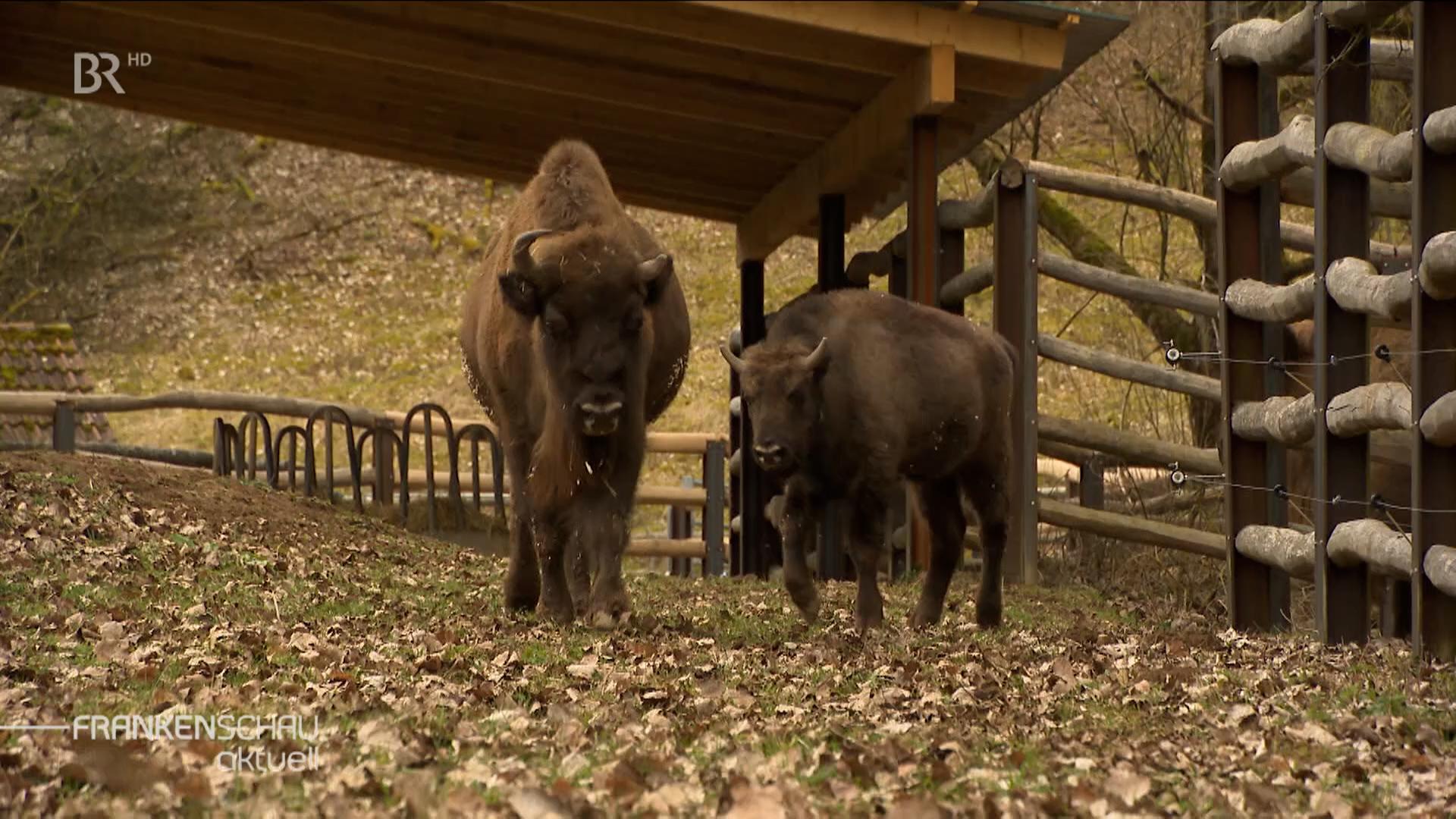 Zwei Rinder im Gehege eines Wildparks. 