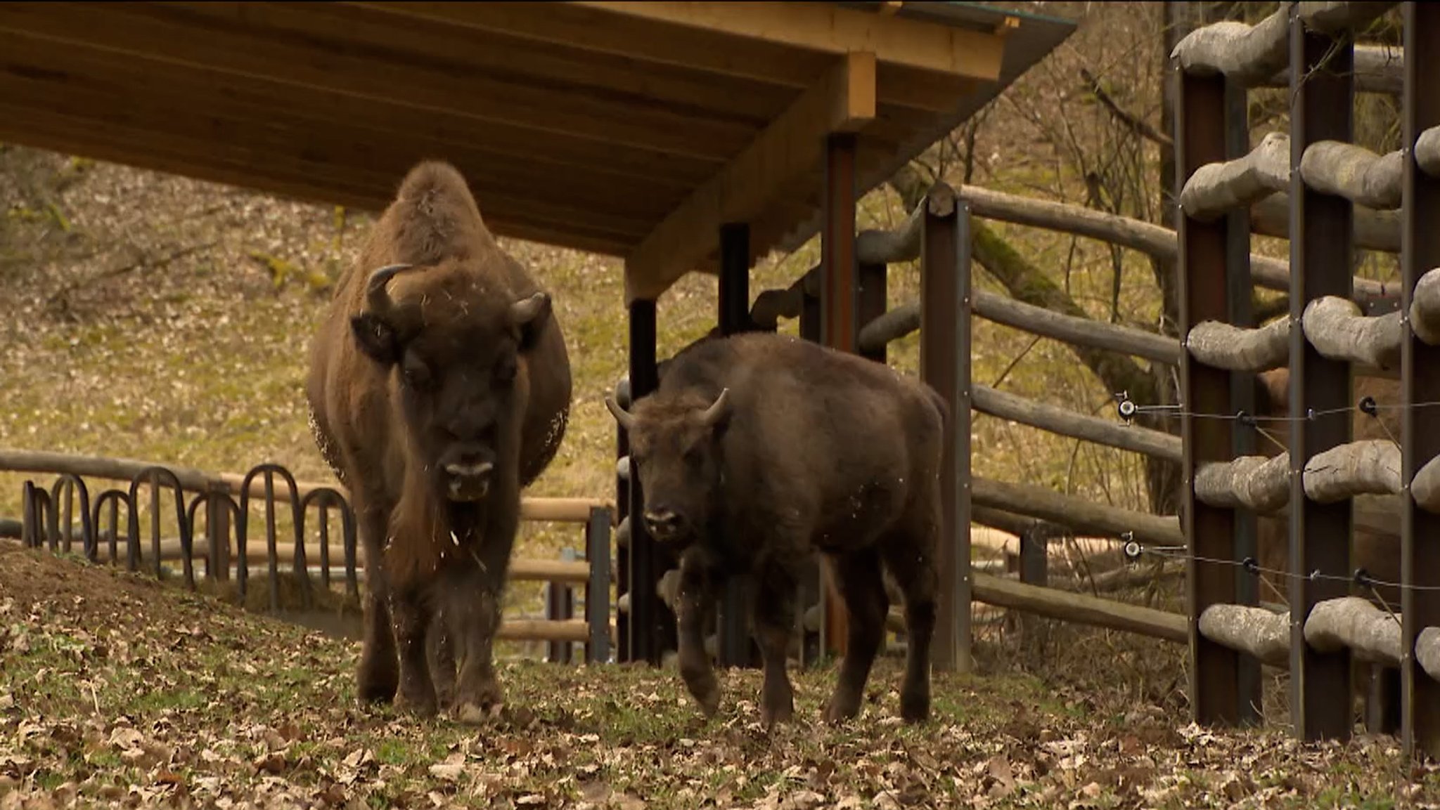 Zwei Rinder im Gehege eines Wildparks. 