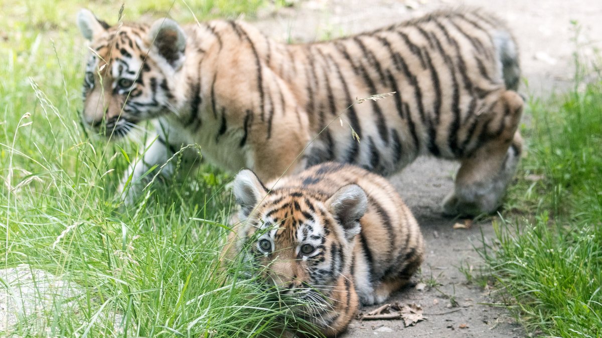 Die Tiger-Babys Aziza und Thambi