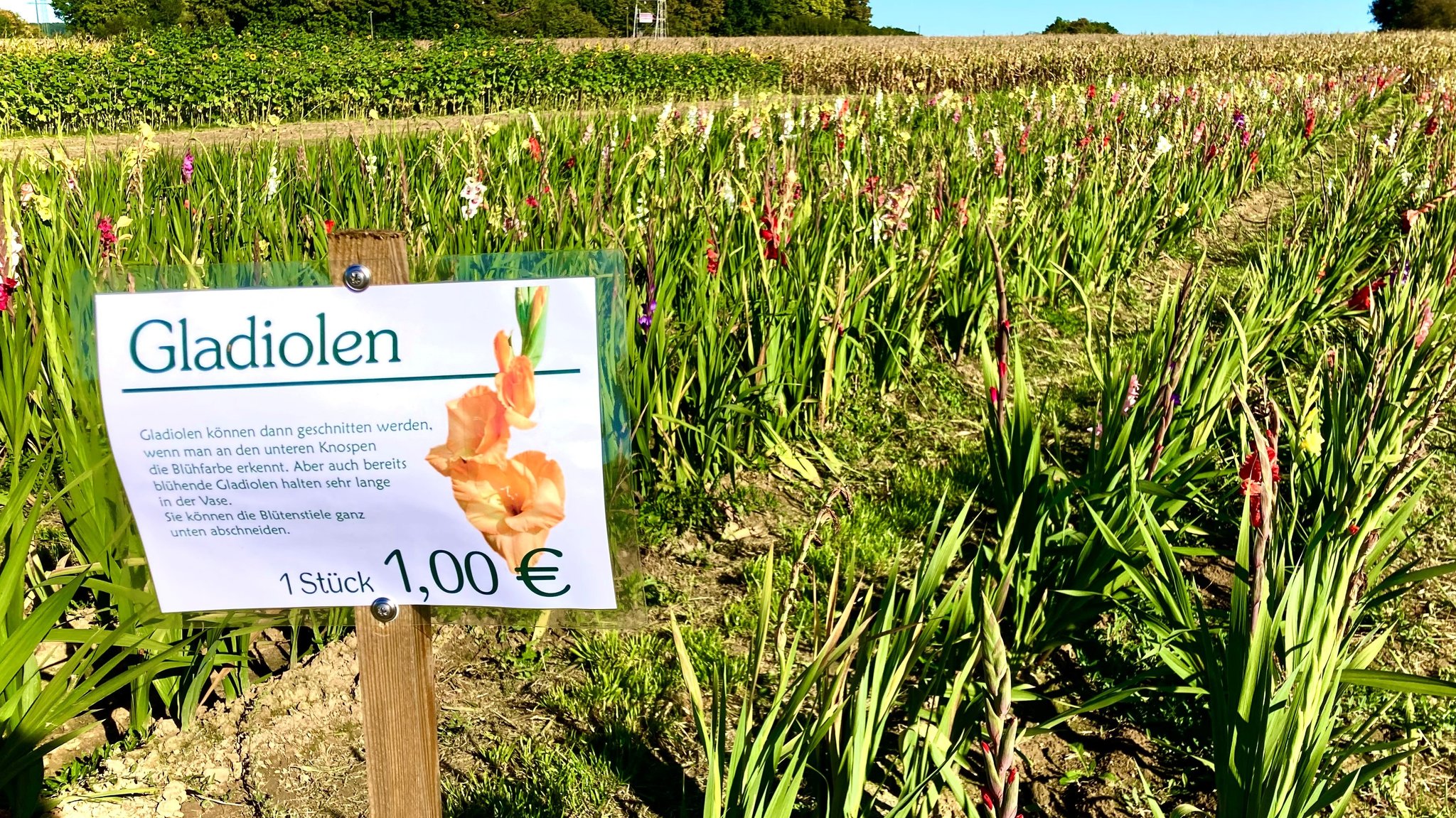 Schild mit der Aufschrift Gladiolen, 1 Stück, 1 Euro. Außerdem steht auf dem Schild: "Gladiolen können dann geschnitten werden, wenn man an den unteren Knospen die Blühfarbe erkennt. Aber auch bereits blühende Gladiolen halten sehr lange in der Vase. Sie können die Blütenstiele ganz unten abschneiden.