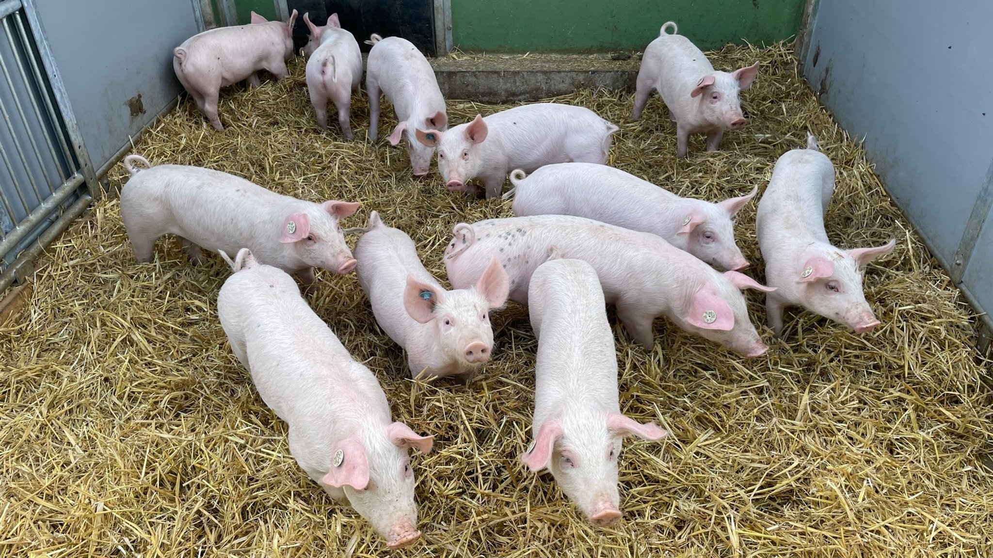 Ferkel auf dem Hof von Klaus Eppeneder in Vilsbiburg bei Landshut