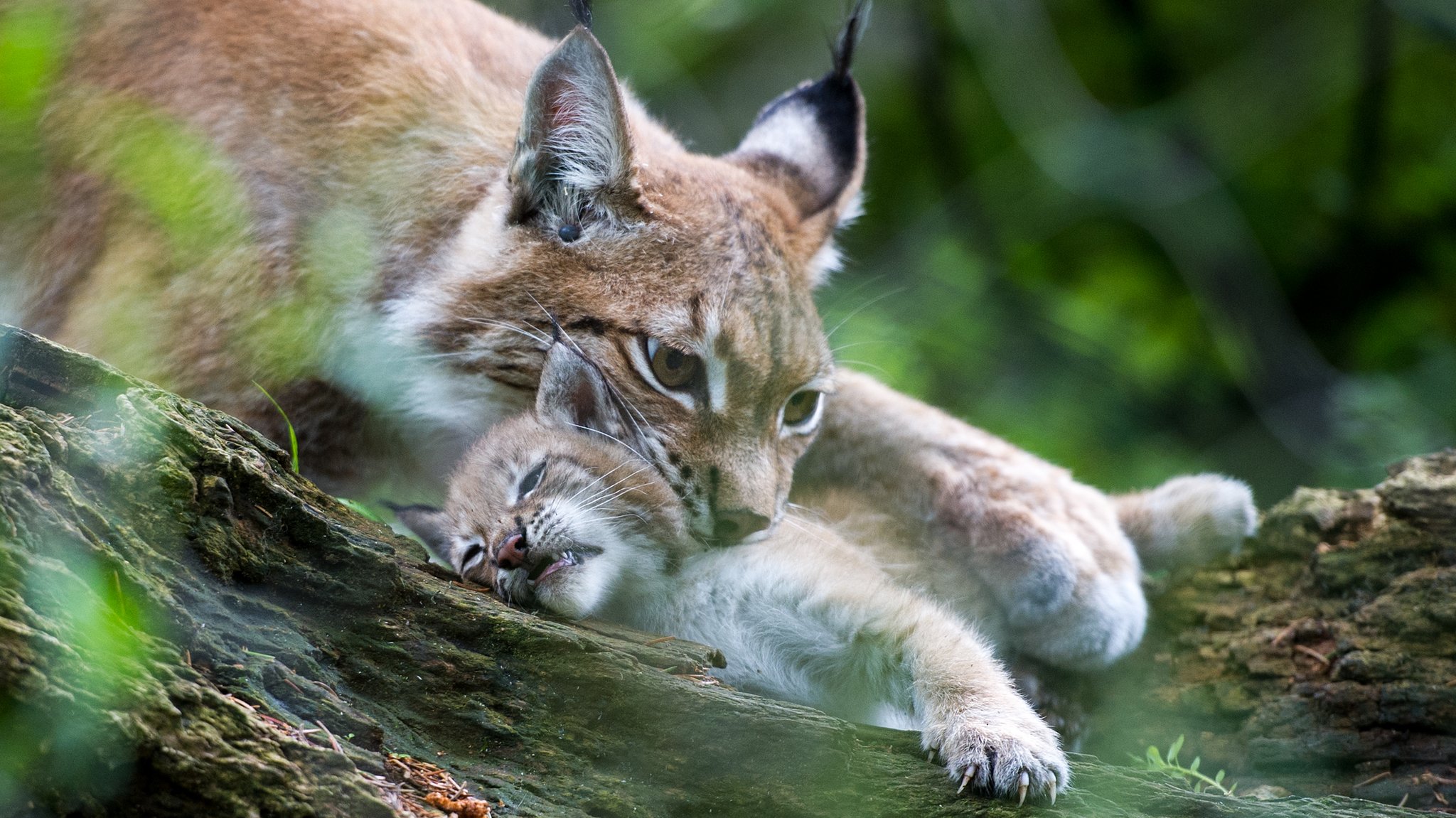 Unfall im Bayerischen Wald: Junger Luchs getötet