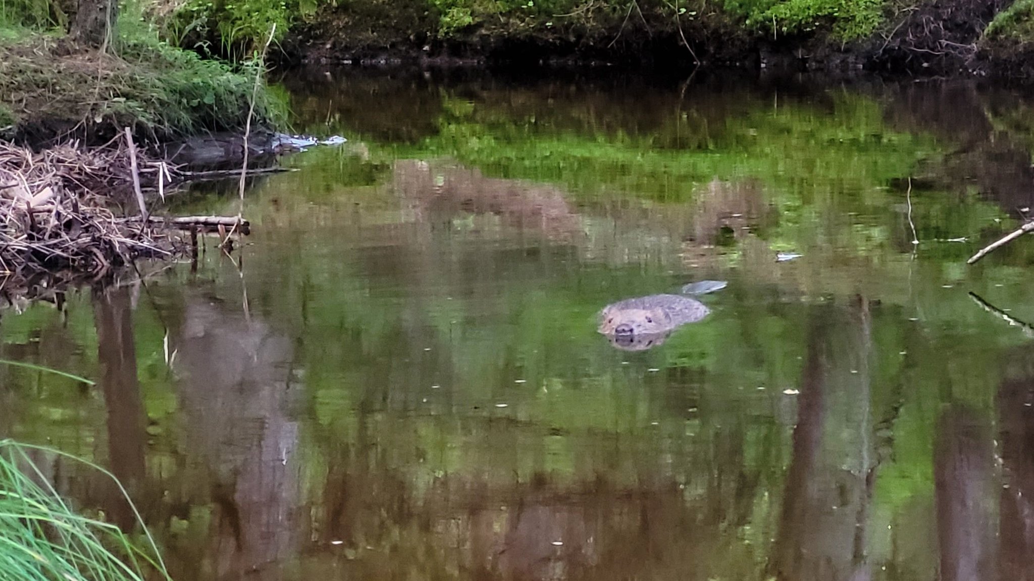 Schwimmender Biber im Waldstück bei Brandten 