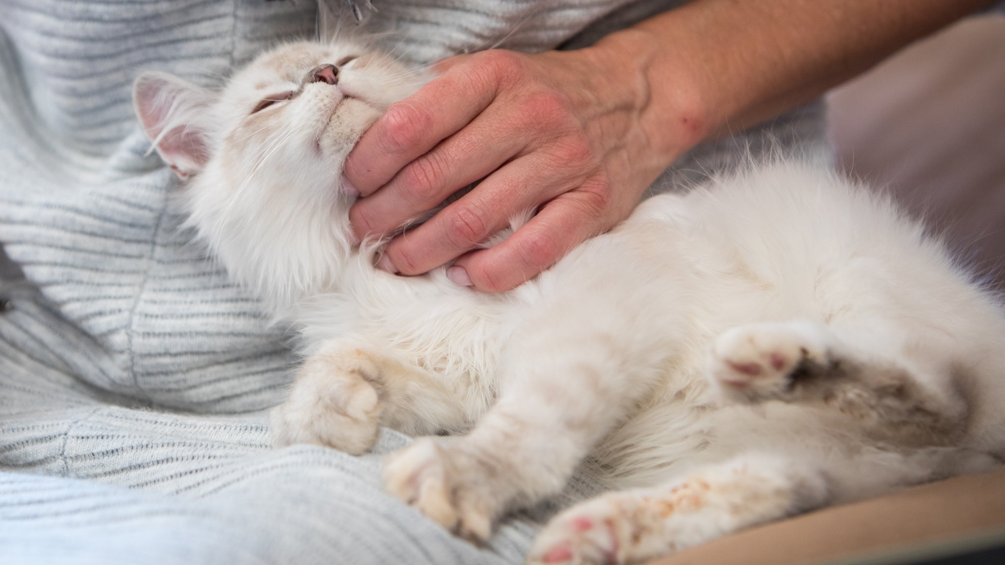 Kleine Katze, tiefer Ton: Polster in den Stimmbändern machen es möglich