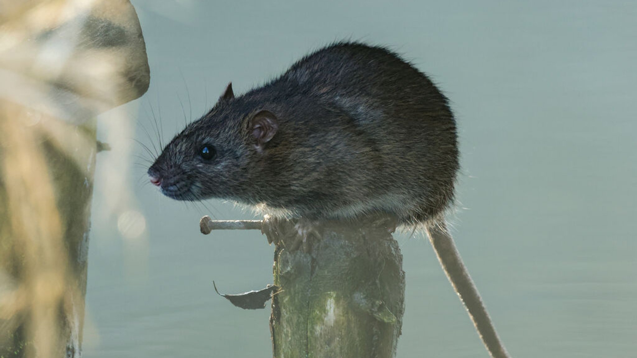 Eine Wanderratte sitzt auf einem Pflock im Wasser.