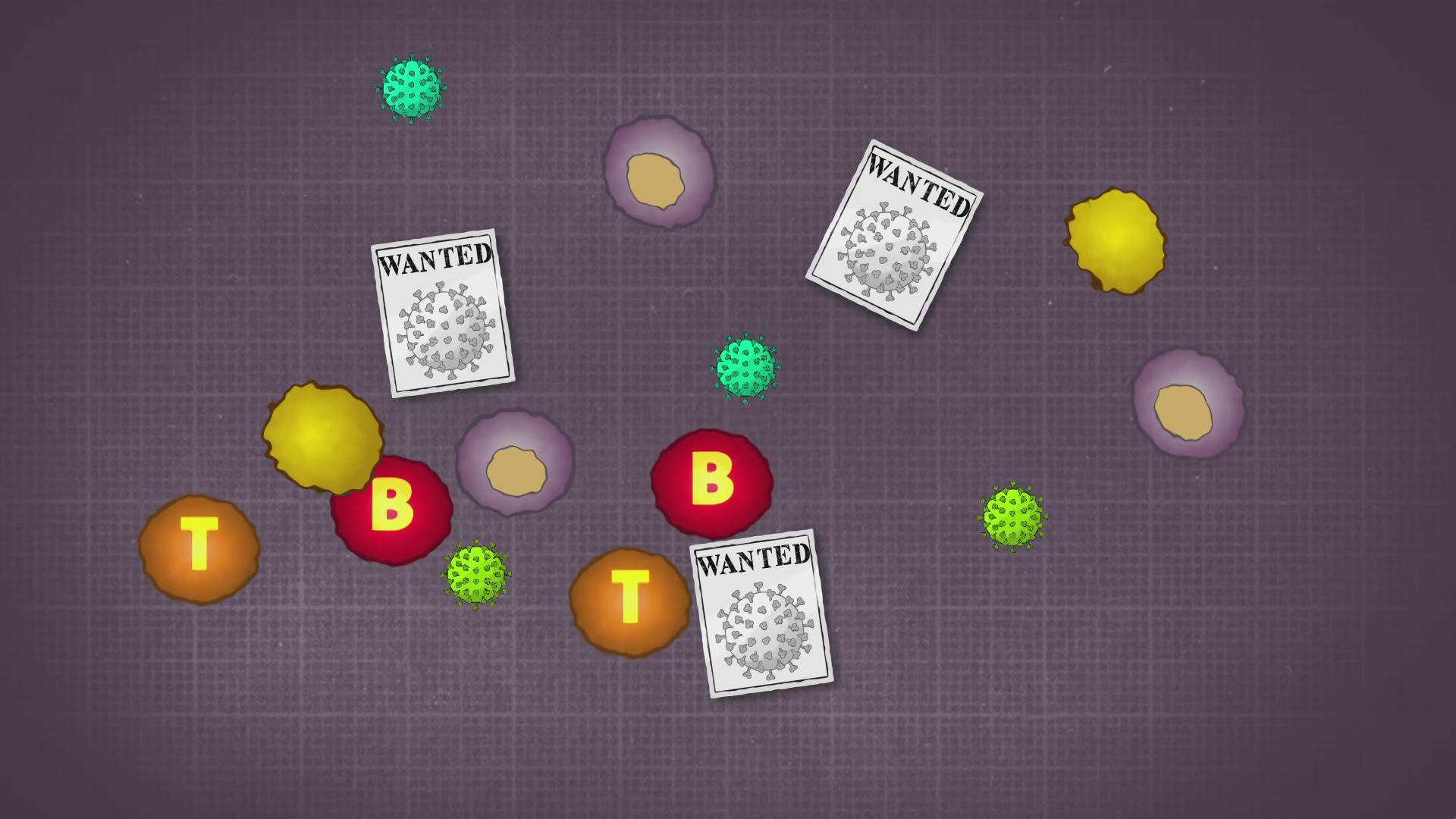 So funktioniert das Immunsystem