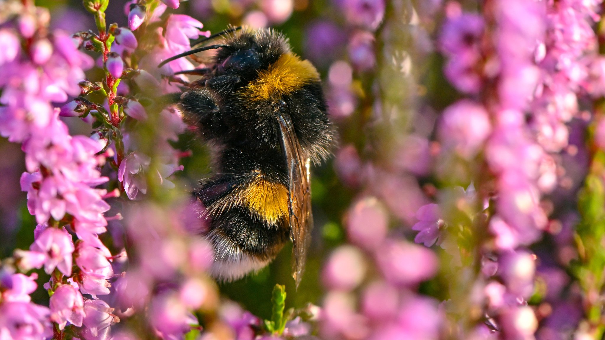 Eine Hummel auf eine violetten Blüte.