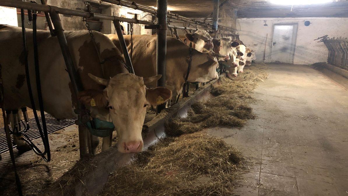 Blick in den Stall in einen Milchviehbetreib im Landkreis Rosenheim.