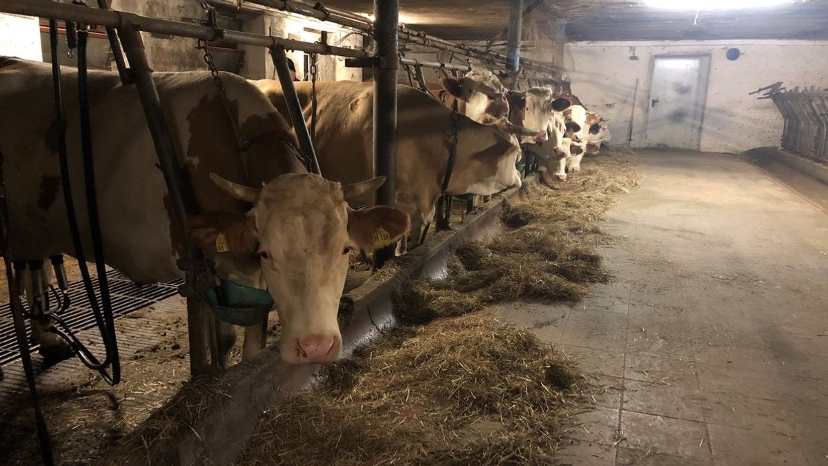 Blick in den Stall in einen Milchviehbetreib im Landkreis Rosenheim.