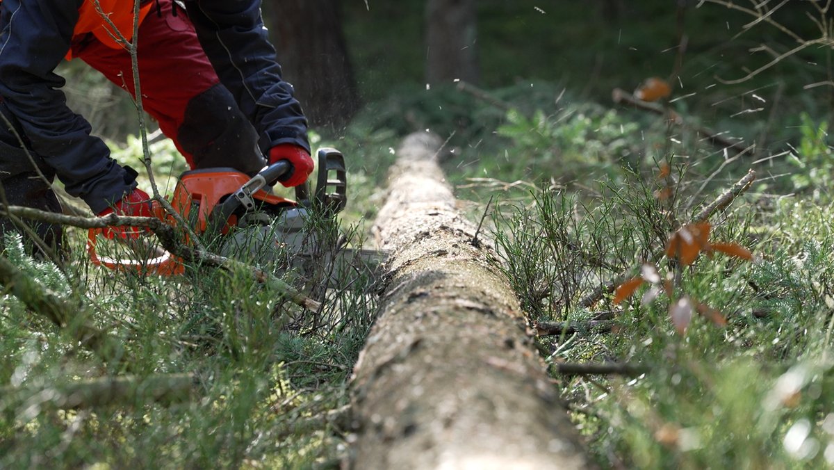Waldpflege: Immer mehr Frauen nehmen Arbeit selbst in die Hand