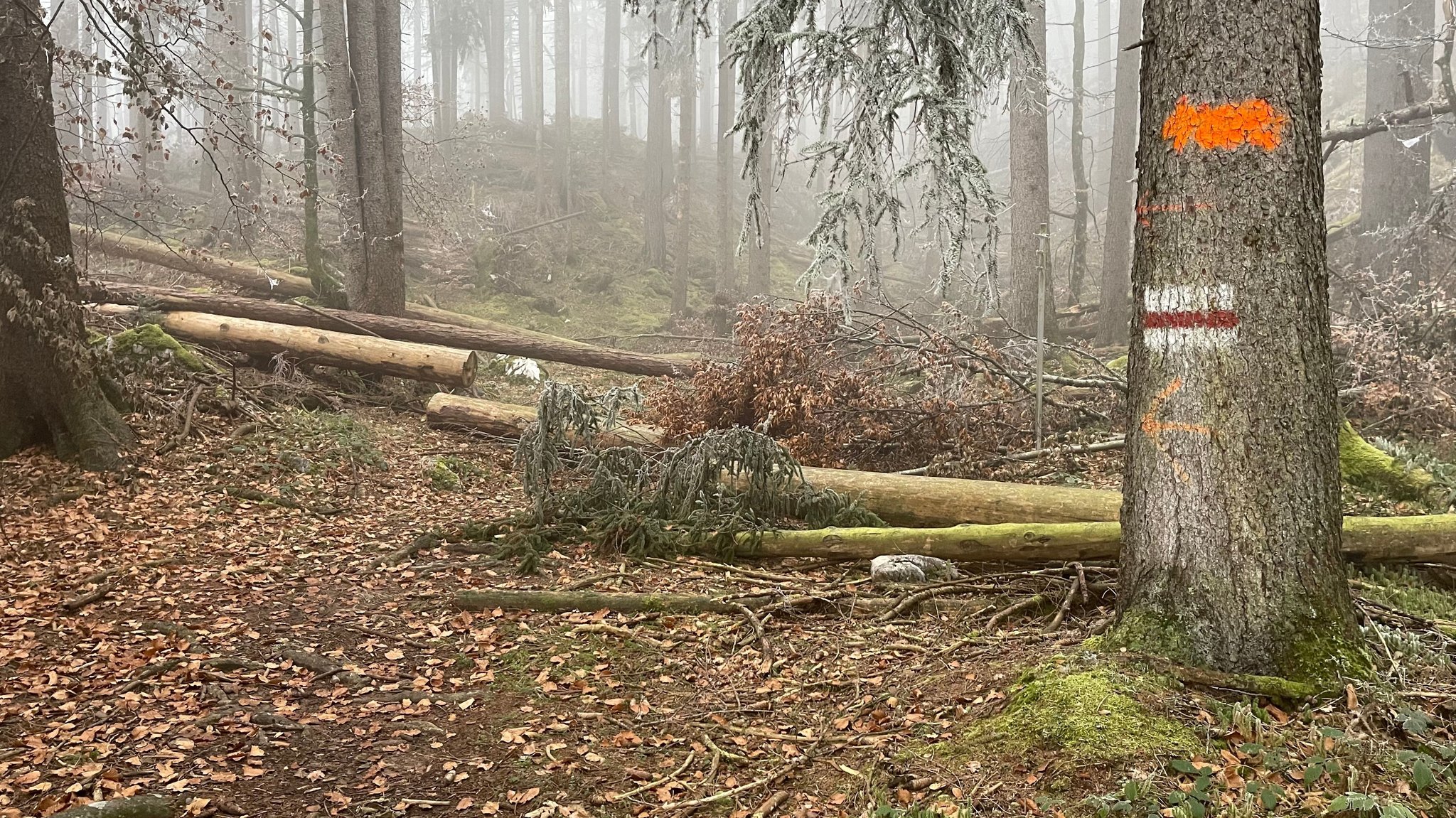 Umgestürzte Bäume liegen quer über einem Weg.