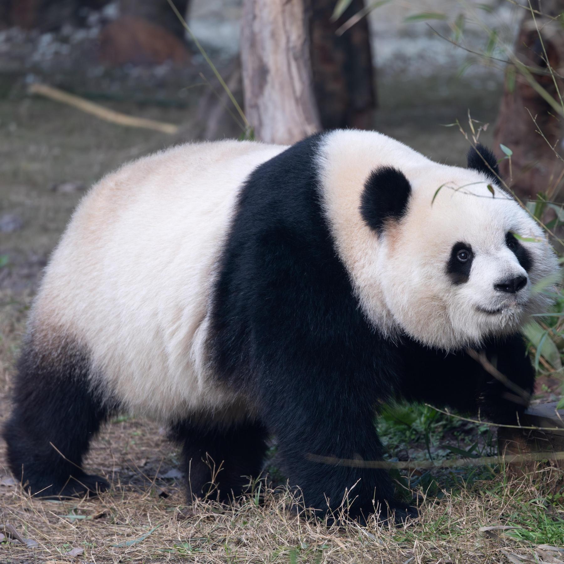 Hildebrandt: „Der Panda ist ein Botschafter der Biodiversität“