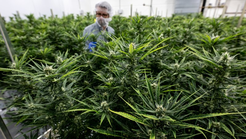 In einer Anlage in Sachsen-Anhalt wird medizinisches Cannabis angebaut.