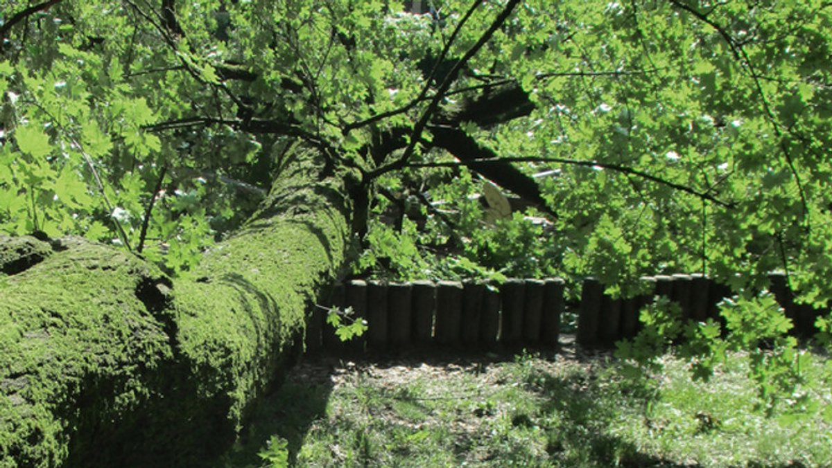 Der umgestürzte Ahornbaum auf einem Augsburger Spielplatz. 