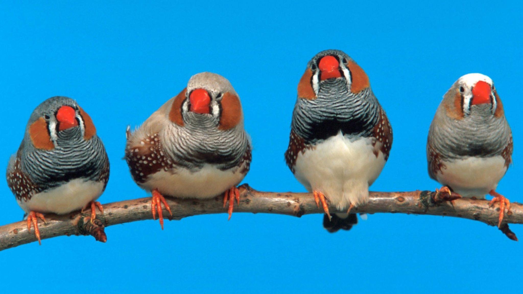 Vier Zebrafinken (Taeniopygia guttata) auf einem Zweig. Studien an Zebrafinken haben gezeigt, dass junge Singvögel ihren Gesang schlechter lernen, wenn sie Verkehrslärm ausgesetzt sind.