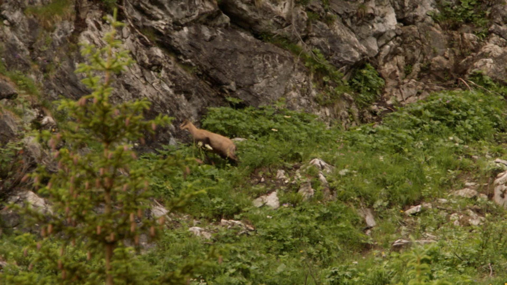 Jagdminister Aiwanger will das Jagdgesetz lockern, Forstministerin Kaniber hält dagegen. 