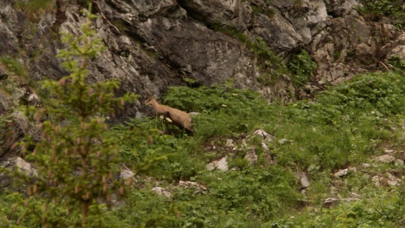 Jagdminister Aiwanger will das Jagdgesetz lockern, Forstministerin Kaniber hält dagegen. | Bild: BR 2025 Jagdminister Aiwanger will das Jagdgesetz lockern, Forstministerin Kaniber hält dagegen.