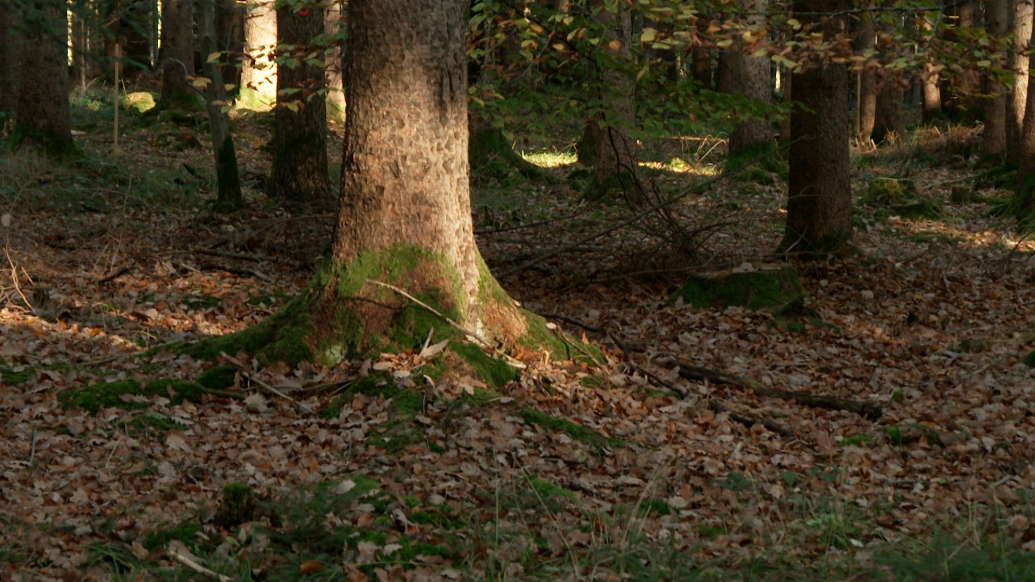 Naturfriedhöfe: Baum-Bestattung immer beliebter