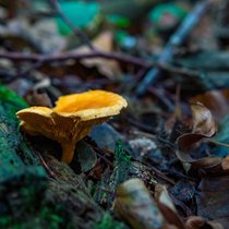 Symbiosen - Vom Miteinander in der Natur | Bild: colourbox.com