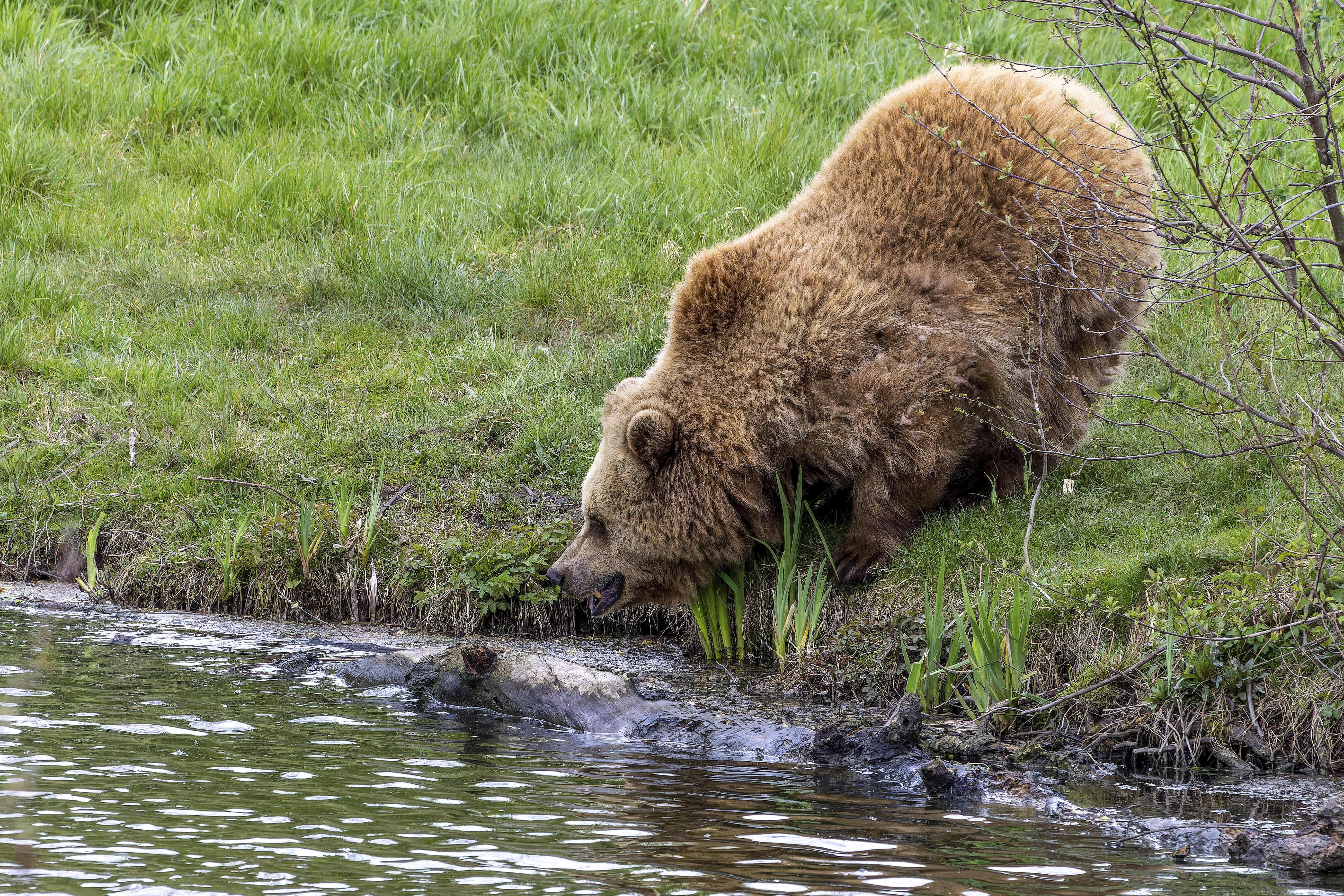 Ein Braunbär im Wildpark Poing