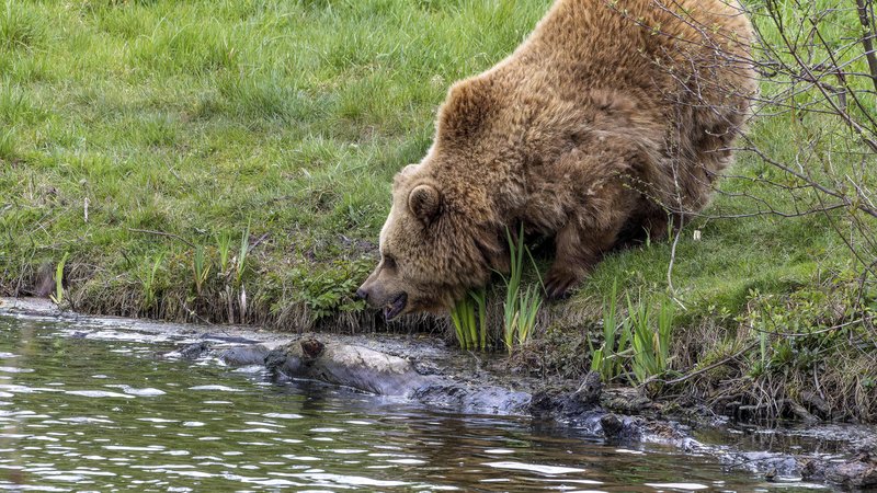 Ein Braunbär im Wildpark Poing | Bild: pa/imageBROKER/Stanislav Belicka Ein Braunbär im Wildpark Poing