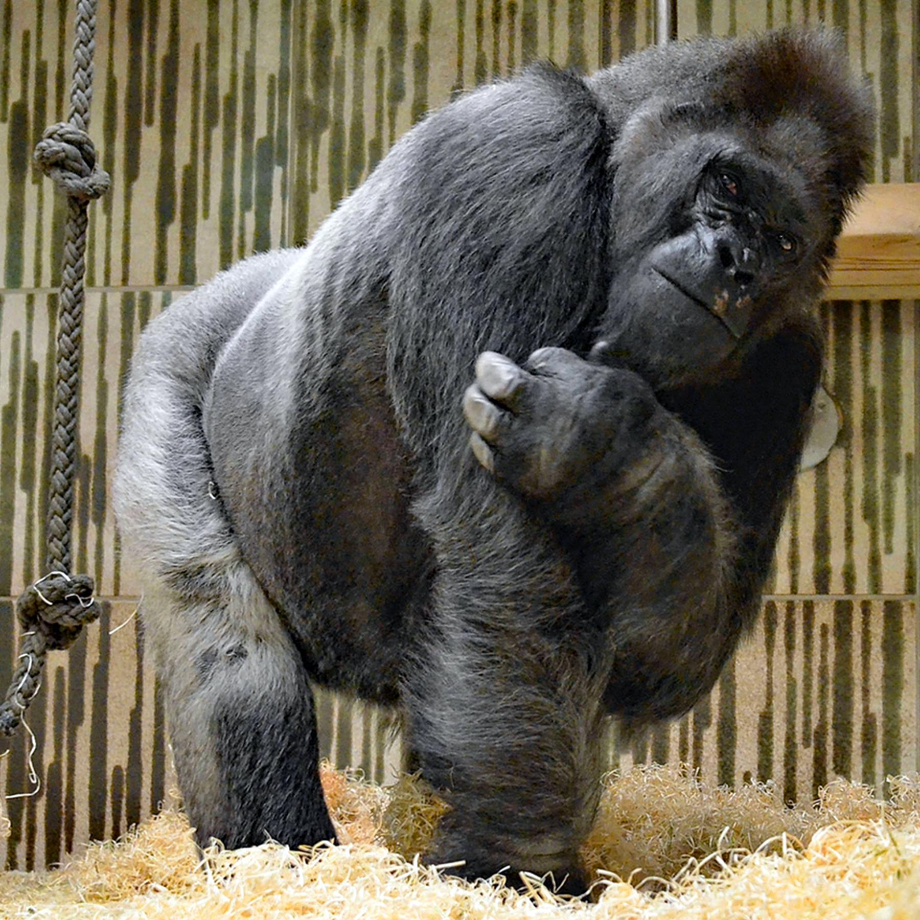 Zu Gast bei Radiowissen: Der Gorilla Fritz (3/3)