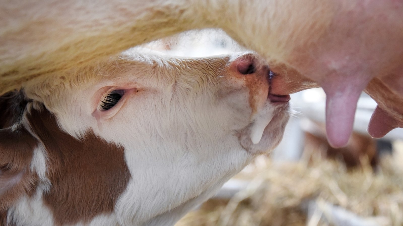 Landwirtschaft kurz erklärt - Warum Kühe Milch geben