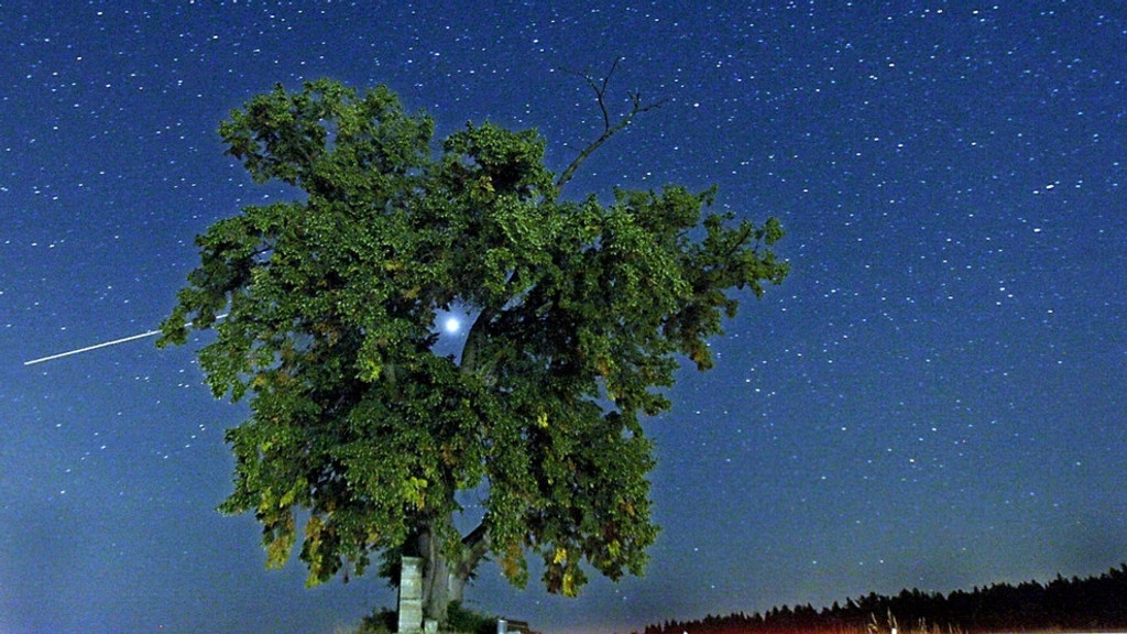 Sternenhimmel hinter einem grünen Baum