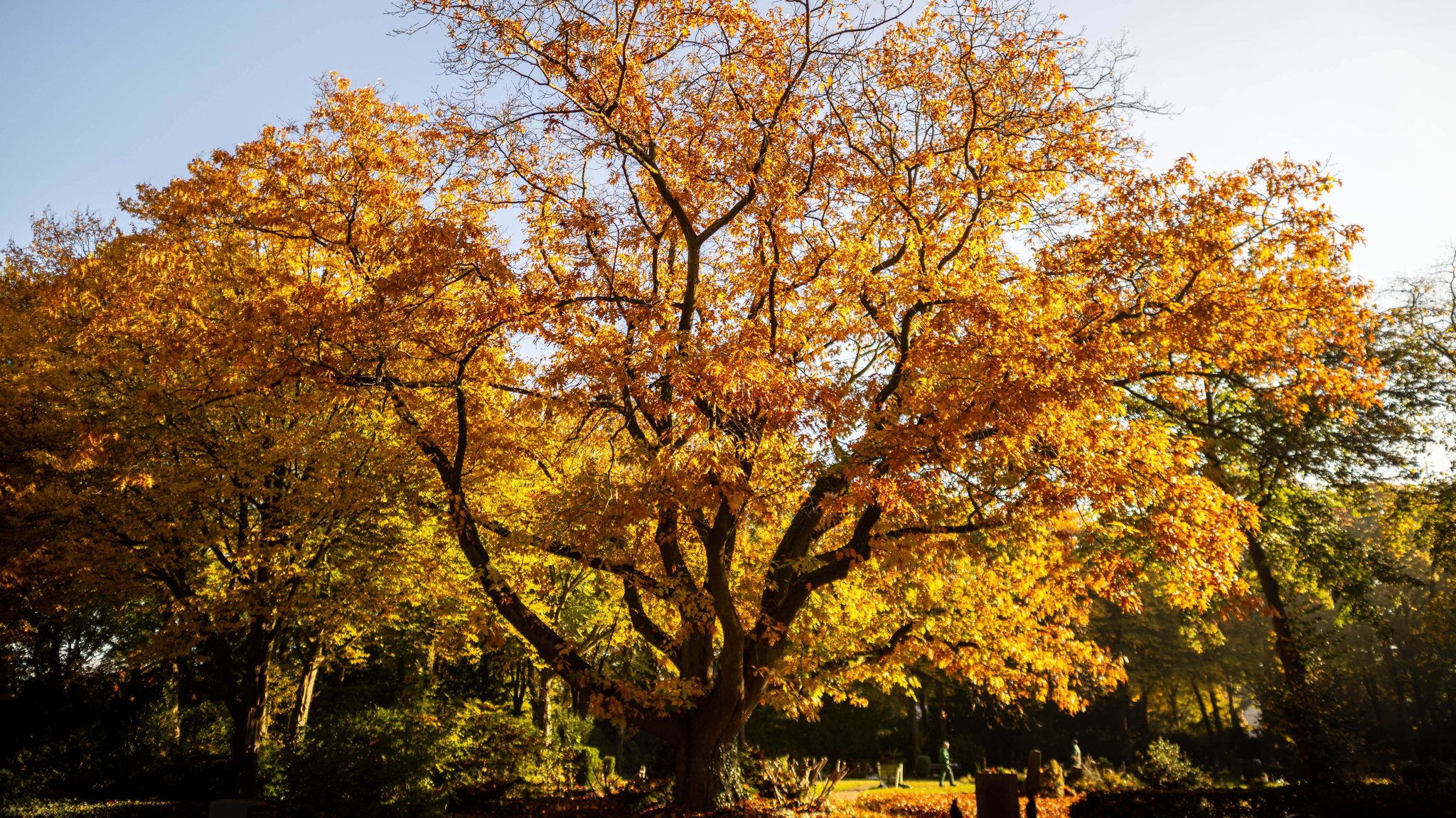 LBV kritisiert Wahl zum Baum des Jahres: "Falsches Signal"