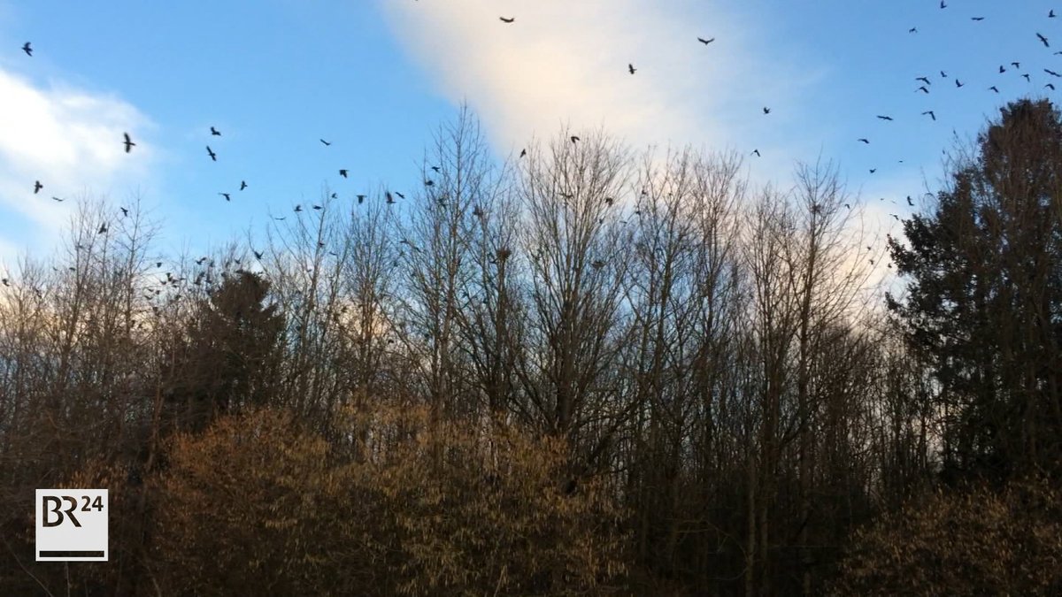 Krähenplage in Asbach-Bäumenheim