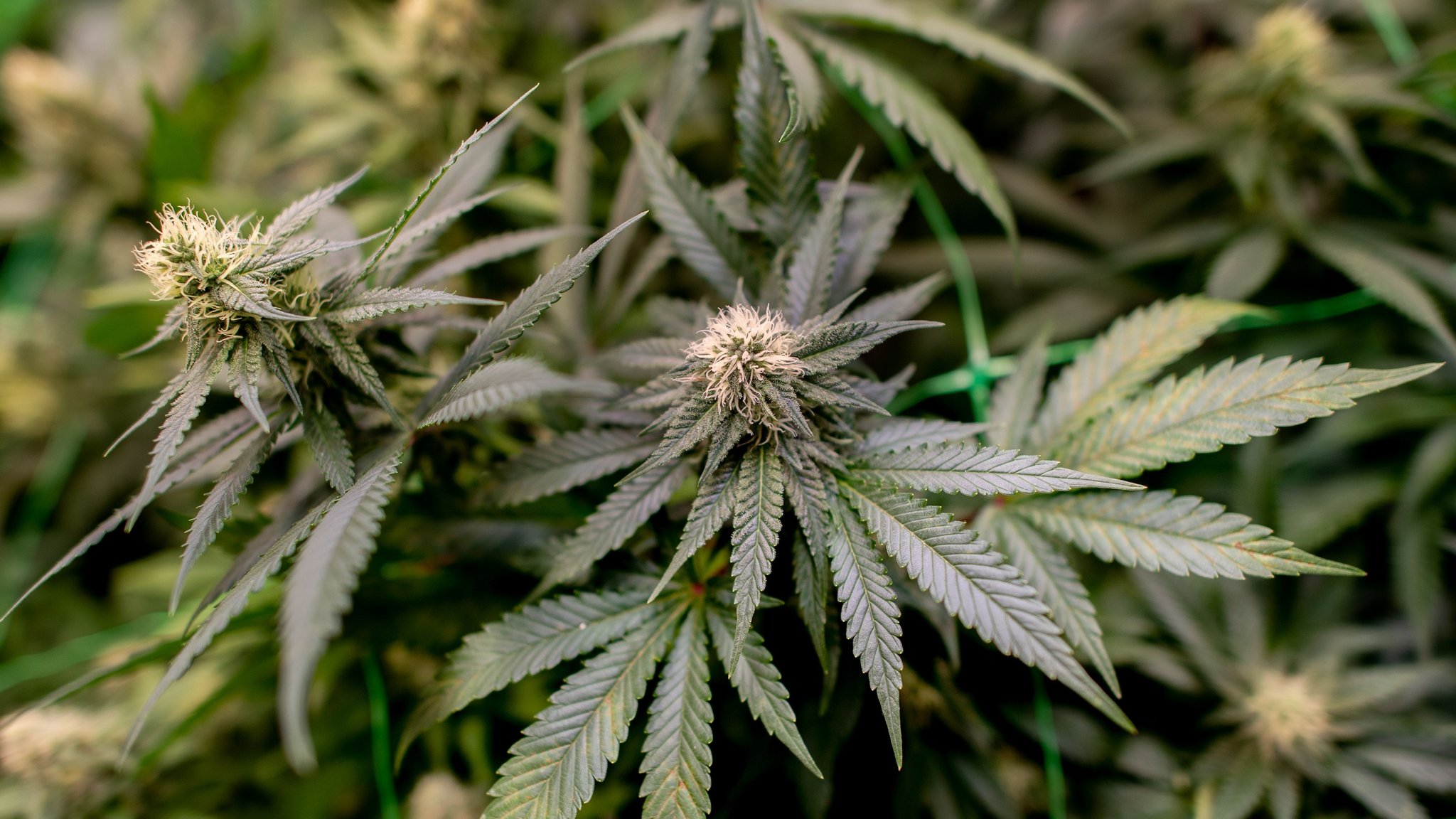 ARCHIV - 12.03.2025, Niedersachsen, Ganderkesee: Cannabispflanzen wachsen auf einer Plantage. (zu dpa: «Drogenfahnder zu Cannabisgesetz: Kann so nicht funktionieren») Foto: Hauke-Christian Dittrich/dpa +++ dpa-Bildfunk +++ | Bild: dpa-Bildfunk/Hauke-Christian Dittrich ARCHIV - 12.03.2025, Niedersachsen, Ganderkesee: Cannabispflanzen wachsen auf einer Plantage. (zu dpa: «Drogenfahnder zu Cannabisgesetz: Kann so nicht funktionieren») Foto: Hauke-Christian Dittrich/dpa +++ dpa-Bildfunk +++