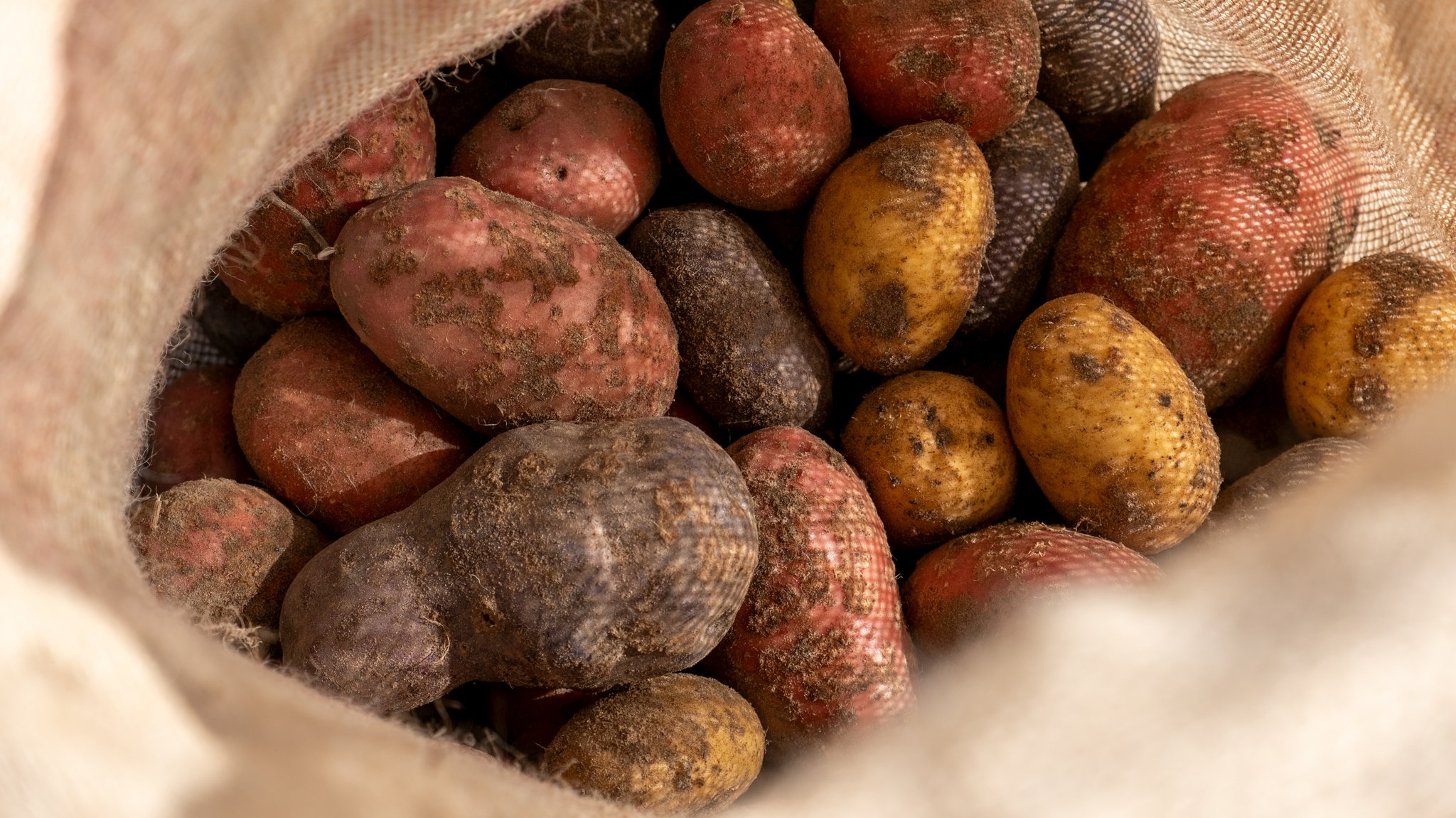 Geerntete Kartoffeln in einem Sack 