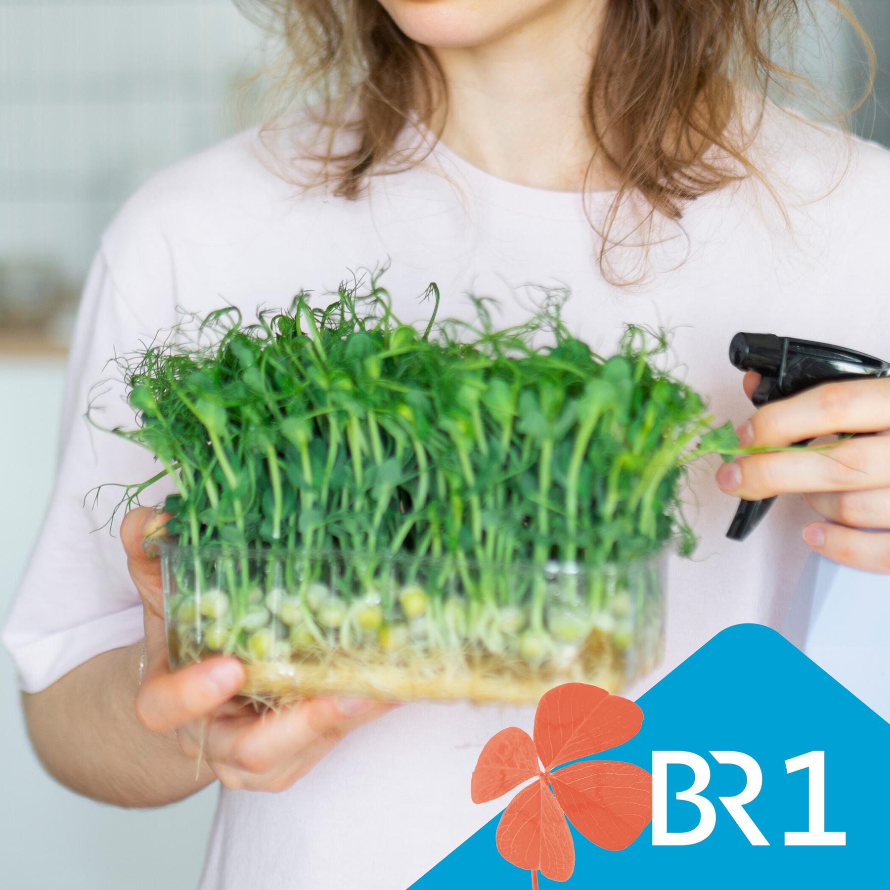 Podcast Besser Leben: Vitamine von der Fensterbank - Wie gesund sind Microgreens?