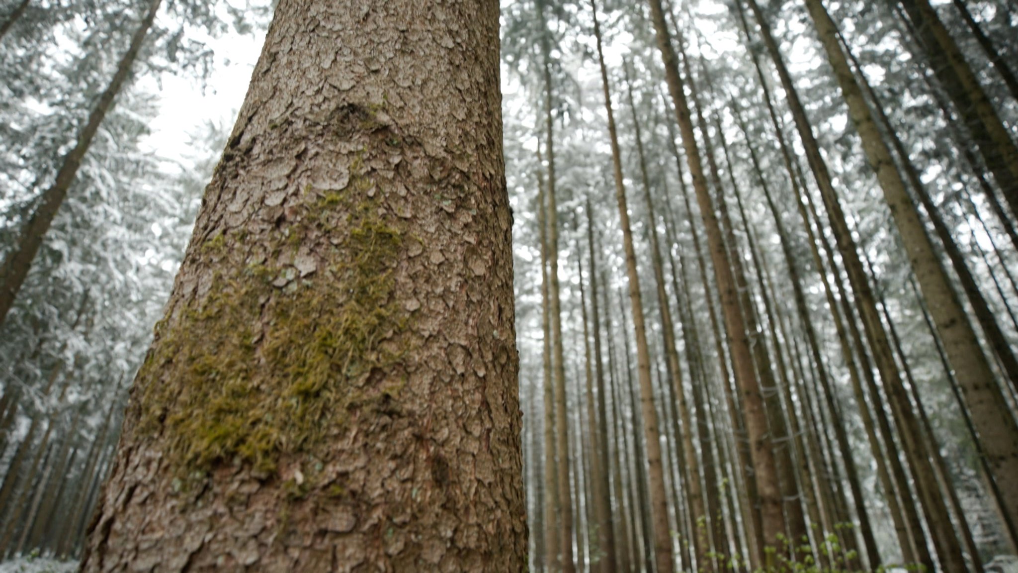 Ein Baum im Wald.