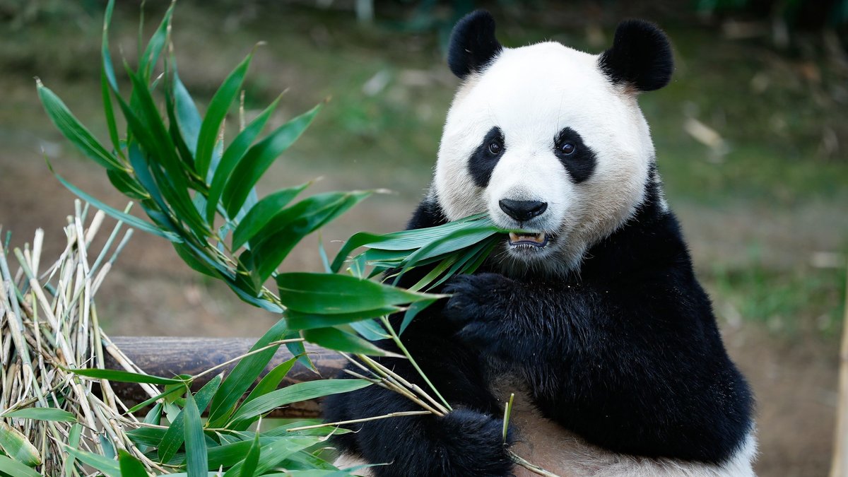 Pandas genießen mehr Schutz als Regenwürmer, weil sie süßer aussehen. 