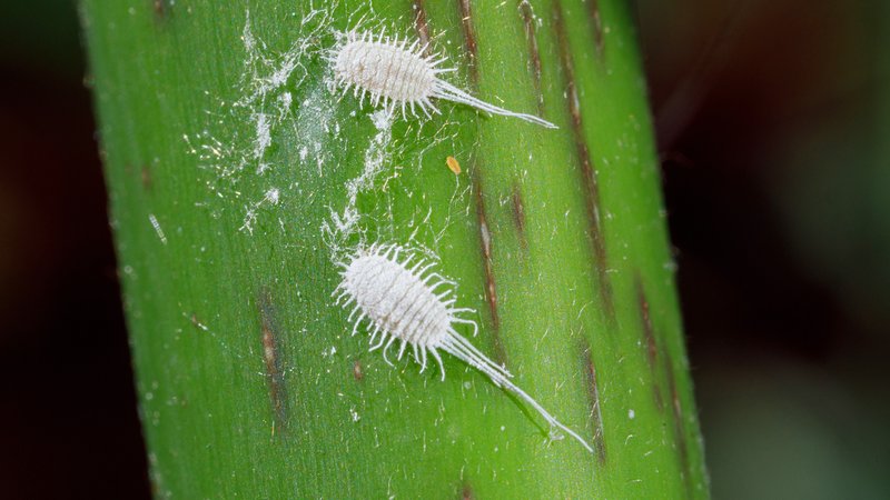 Wollläuse auf einem grünen Stengel | Bild: picture alliance / blickwinkel/A. Hartl | A. Hartl Wollläuse auf einem grünen Stengel