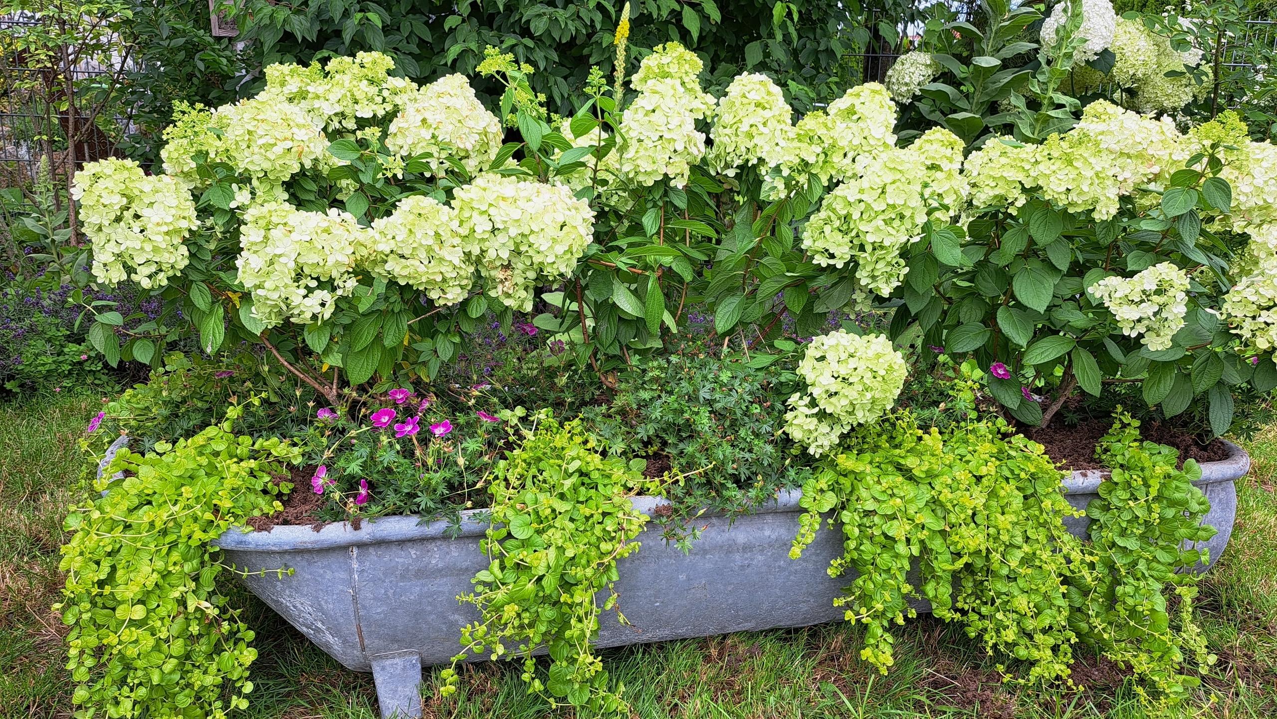 Weiße Hortensien, die in einem Trog eingepflanzt sind.