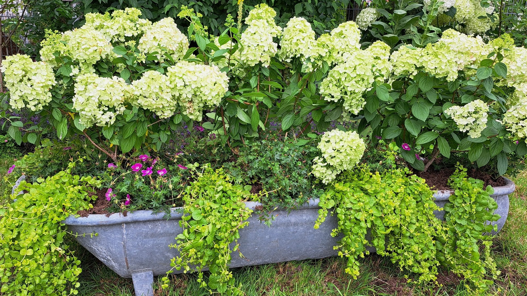 Weiße Hortensien, die in einem Trog eingepflanzt sind. | Bild: Jan Kerckhoff Weiße Hortensien, die in einem Trog eingepflanzt sind.