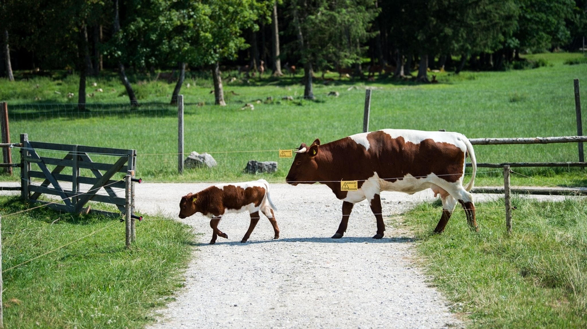 #faktenfuchs: Wie gefährlich ist Hundekot für Kühe?