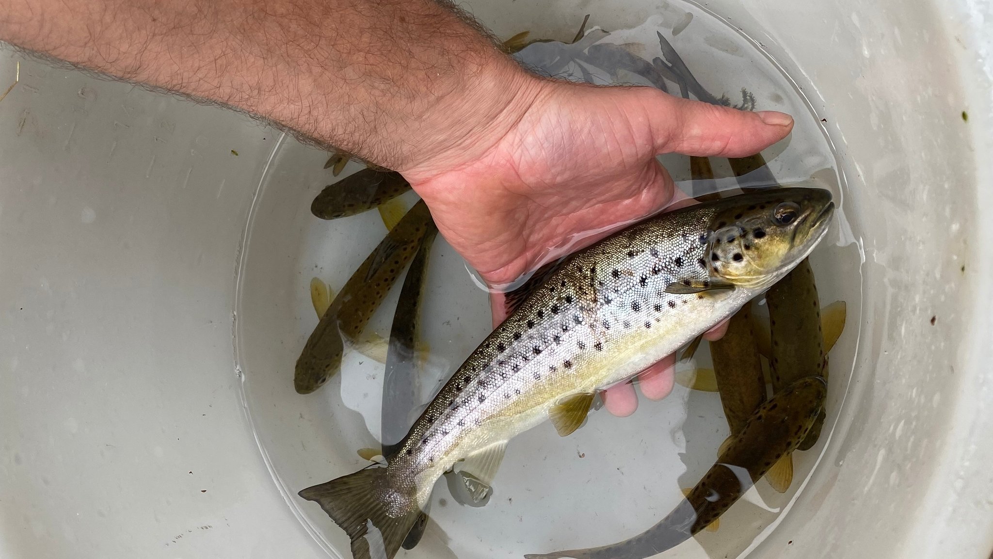 Seeforelle mit dunklem Rücken, weiß-gelblichem Bauch und schwarzen Punkten auf einer Hand; darunter ein Eimer mit Wasser, in dem weitere kleine Seeforellen schwimmen. 