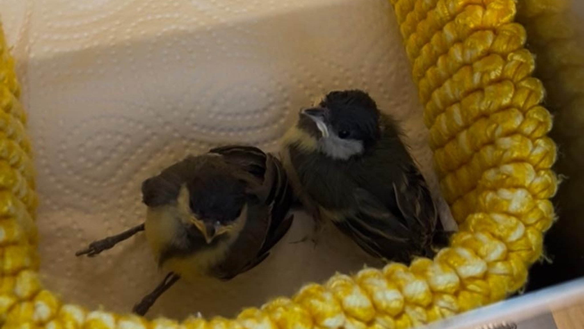 Ein Ersatznest mit Krepppapier am Boden , zwei Jungvögel warten auf Futter 