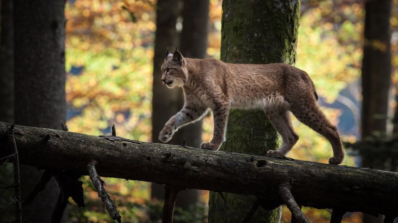 Eine Luchs-Sichtung ist wie ein Sechser im Lotto – so scheu, wie die Raubkatze ist. | Bild: BR/Rita Schlamberger Eine Luchs-Sichtung ist wie ein Sechser im Lotto – so scheu, wie die Raubkatze ist.